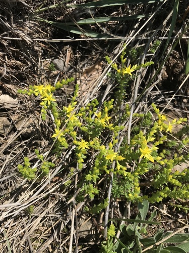 rozchodník šesťradový (Sedum sexangulare)