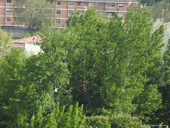 Populus