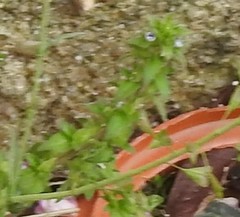 Veronica arvensis