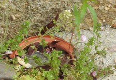 Capsella bursa-pastoris