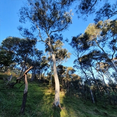 Eucalyptus mannifera