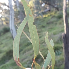 Eucalyptus mannifera