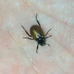 Phyllopertha horticola