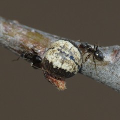 Kermesidae