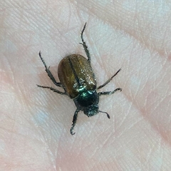 Phyllopertha horticola