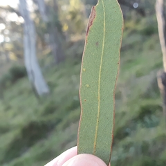 Eucalyptus mannifera