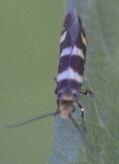 Micropterix aureatella