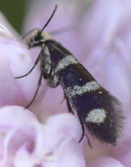 Micropterix aureatella