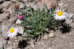 Erigeron barbellulatus