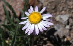 Erigeron barbellulatus