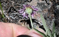 Erigeron barbellulatus
