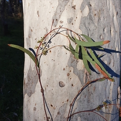 Eucalyptus mannifera