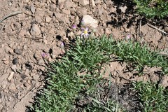 Erigeron barbellulatus