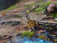 Temnostoma excentrica