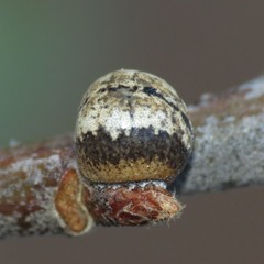 Kermesidae