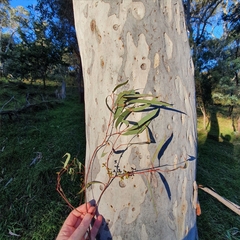 Eucalyptus mannifera