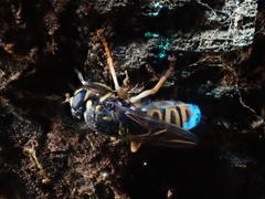 Temnostoma excentrica