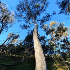 Eucalyptus mannifera