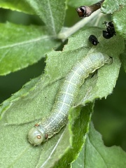 Lithophane antennata