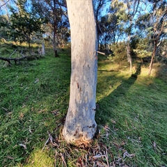 Eucalyptus mannifera