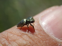 Sassacus papenhoei