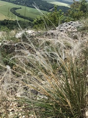 Pappostipa humilis