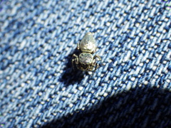 Sassacus papenhoei