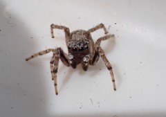 Attulus distinguendus