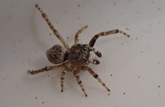 Attulus distinguendus