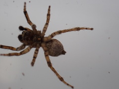 Attulus distinguendus