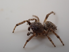 Attulus distinguendus