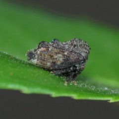 Tylopelta gibbera