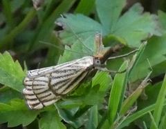 Chrysocrambus linetella