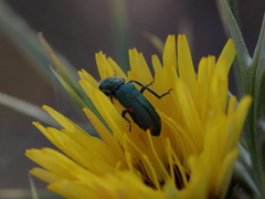 Trichodes quadriguttatus