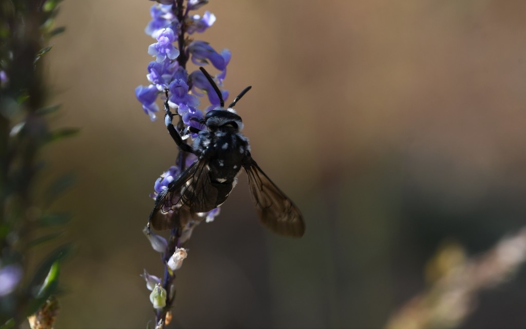 Thyreus hirtus