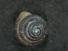 Strobilops