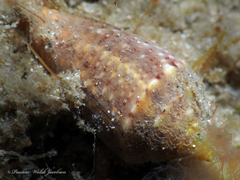 Conasprella stearnsii