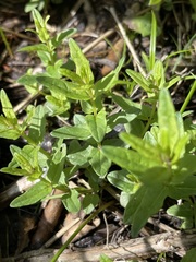Scutellaria minor