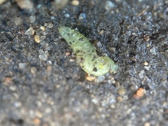 Lepidoptera