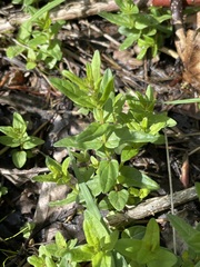 Scutellaria minor