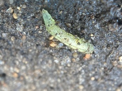 Lepidoptera