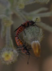 Spilostethus pandurus