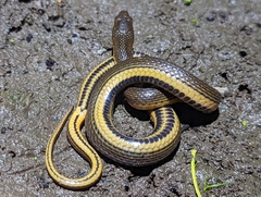 Liodytes rigida deltae