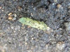 Lepidoptera