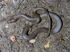 Liodytes rigida deltae