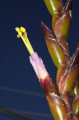 Tillandsia makoyana