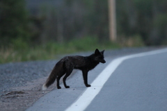 Vulpes vulpes deletrix