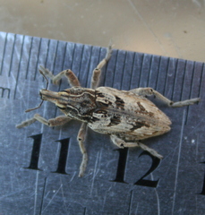 Coniocleonus excoriatus