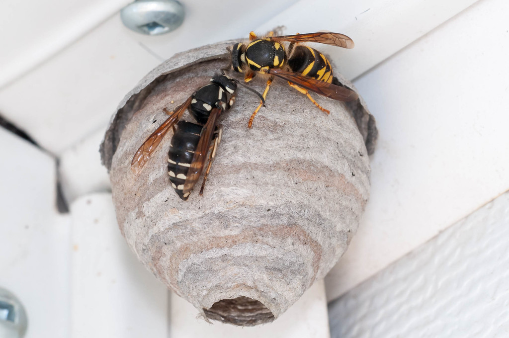 Common Aerial Yellowjacket