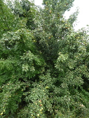 Pyrus communis communis